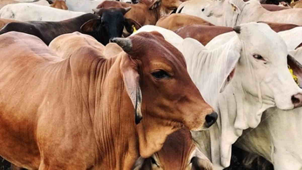 Info Kegiatan: Gema Takbir dan Penyembelihan Hewan Qurban